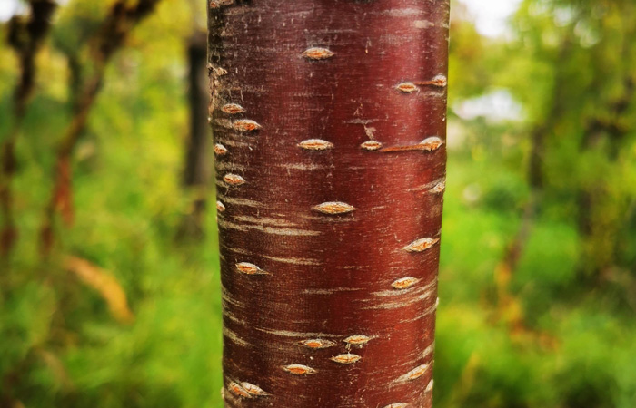 Ming Amur Cherry