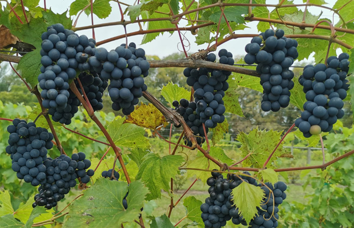 Valiant Grapes