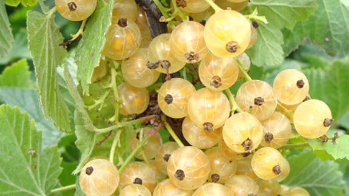 Currants