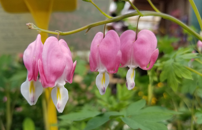 Bleeding Heart