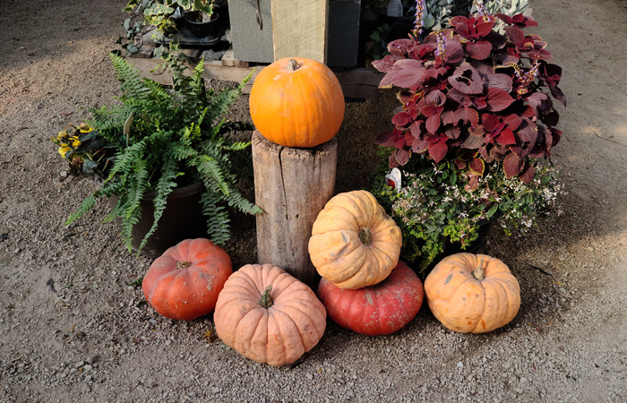 Pumpkins