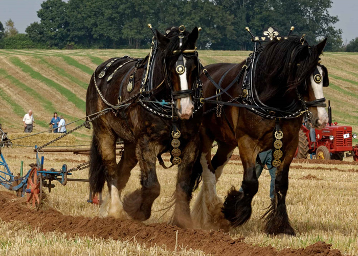 Horses