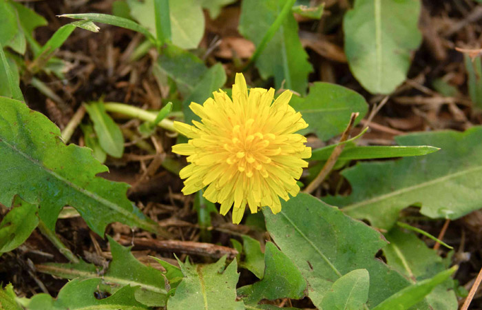 Dandelion