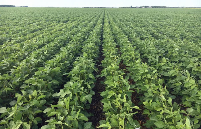 Soybeans