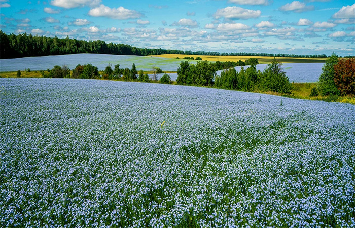 Flax