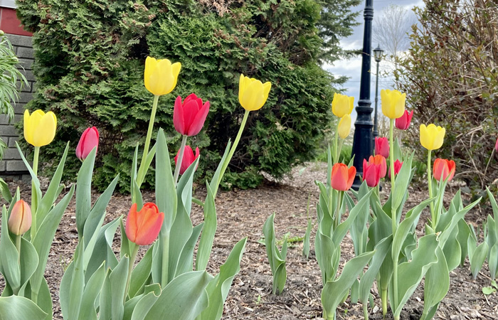 Tulips