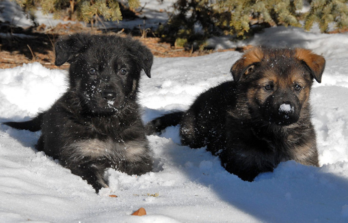 RCMP puppies