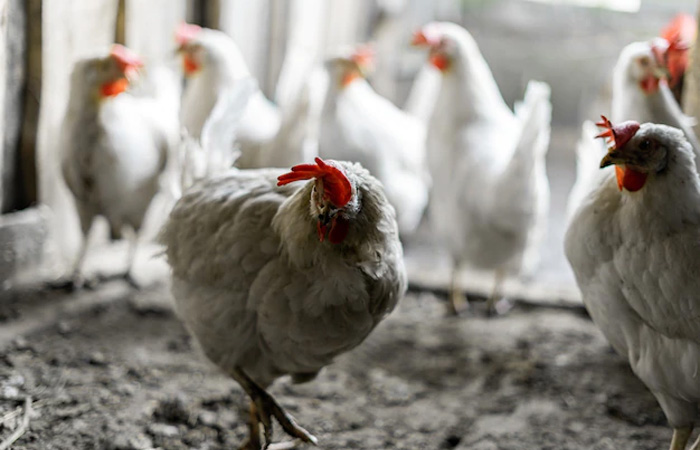 Avian Influenza Confirmed In Commercial Manitoba Poultry Flock 