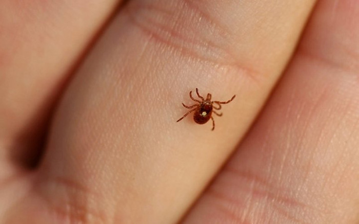 Public urged to be vigilant during tick season, minimize risk of exposure