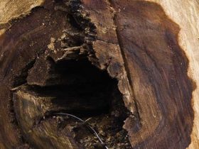 Dutch elm disease