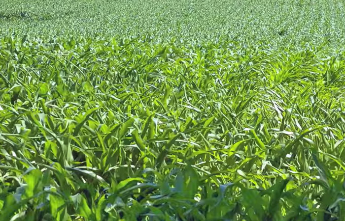 Manitoba crops advancing quickly, looking good