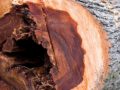 Dutch Elm Disease