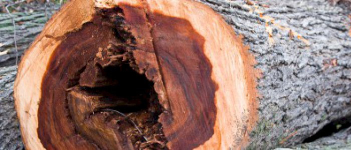 Dutch Elm Disease