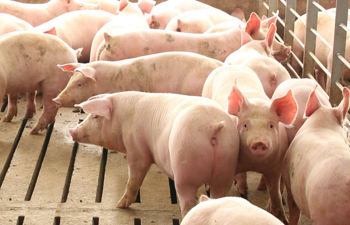 Pork Producers Invited To Assist In Sow Culling Study