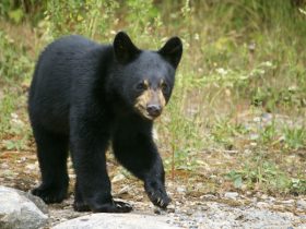 Black bear