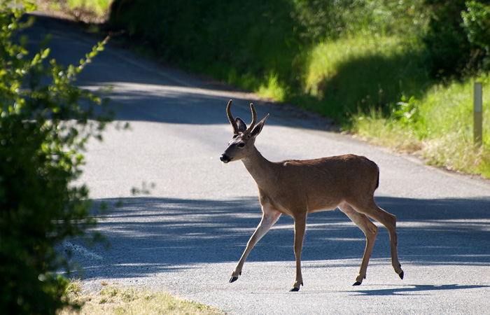 Deer