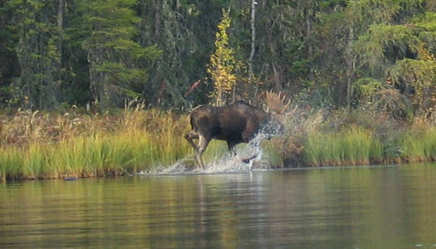 Moose