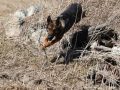 Police Dog Eddie