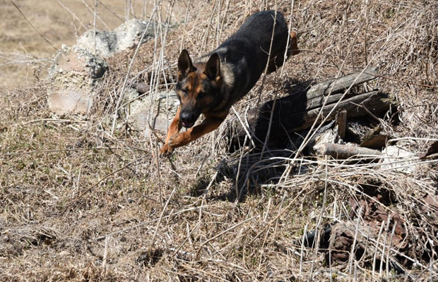 Police Dog Eddie