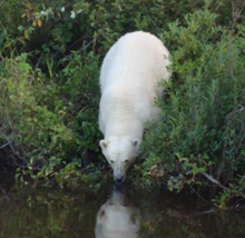 Polar bear