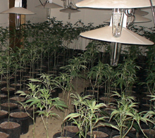 Marijuana grow operation