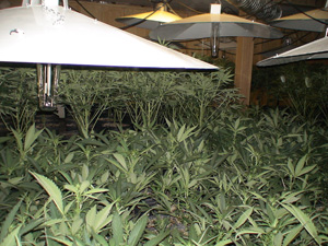 Marijuana plants