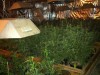 Marijuana and hydroponic growing equipment