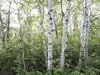 Boreal forest